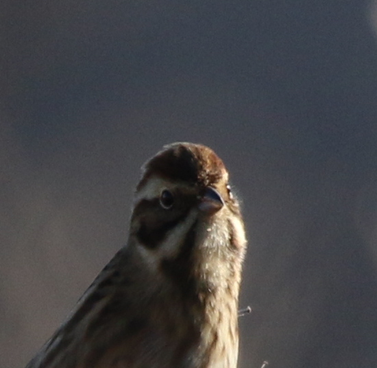 aiuto per id. : Migliarino di palude (Emberiza schoeniclus)